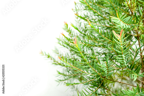 close up of pine leaf with blur background