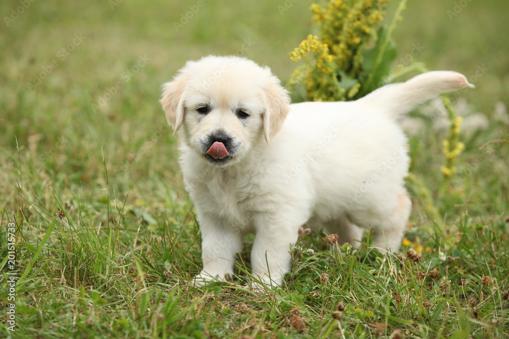 Gorgeous golden retriever puppy Gorgeous golden retriever puppy