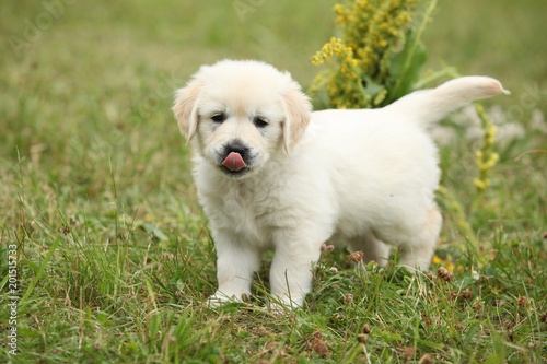 Gorgeous golden retriever puppy