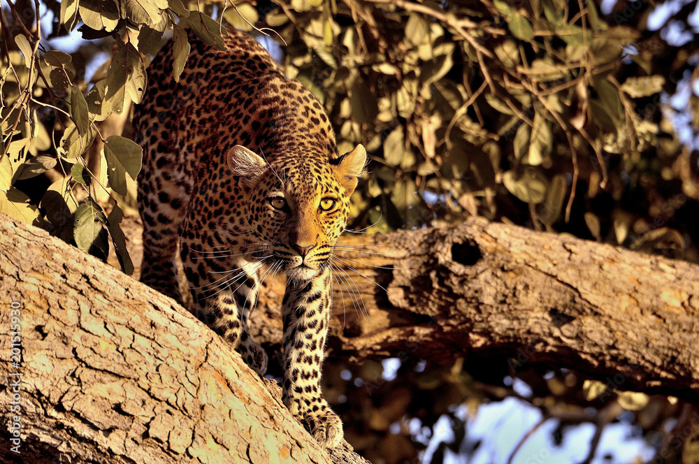 Obraz premium The leopard on the tree- Savuti, Botswana