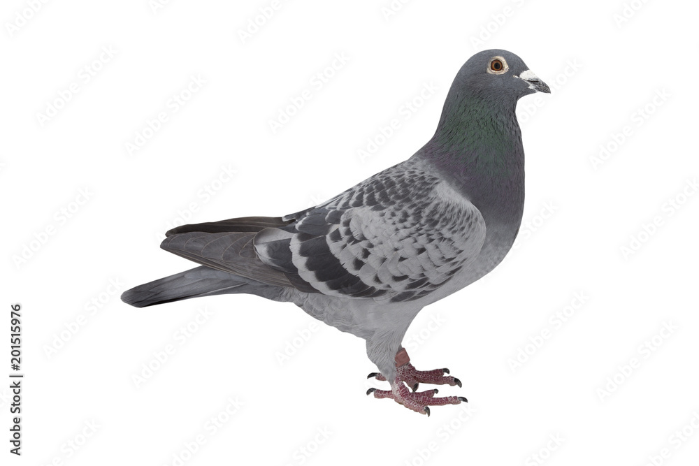 Fototapeta premium close up of speed racing pigeon bird isolate white background