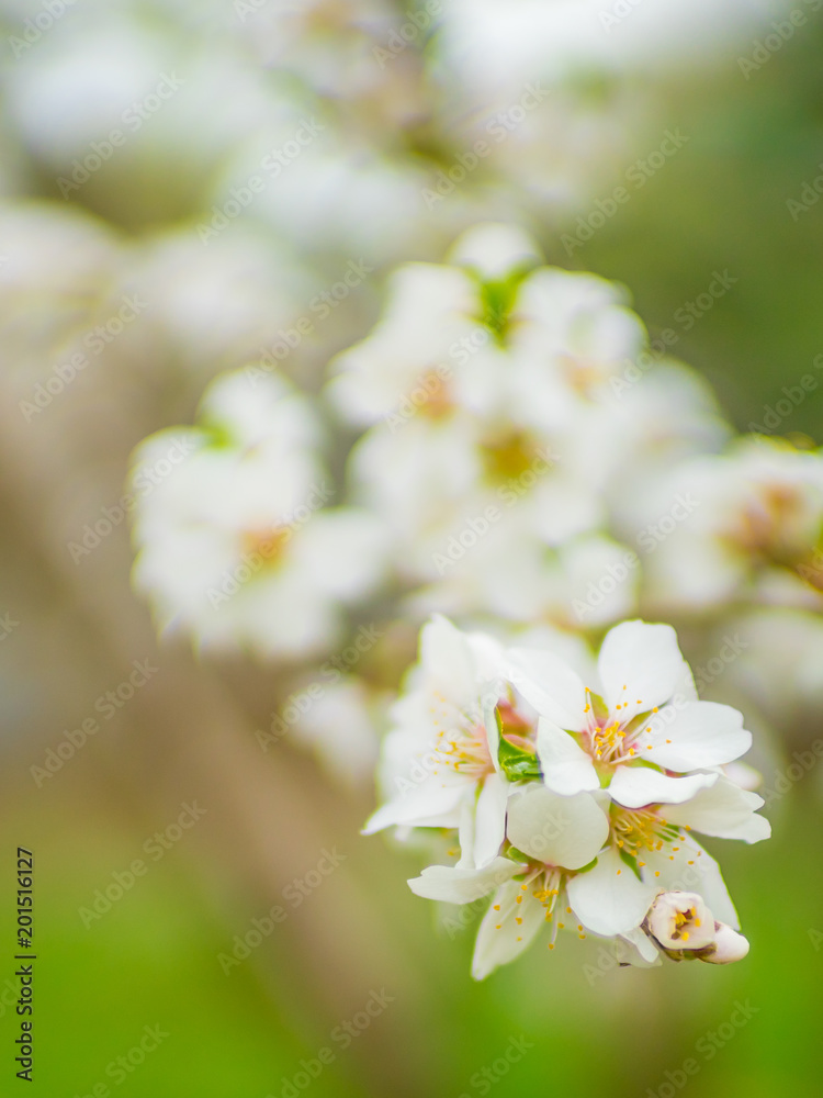 Almond tree blooms