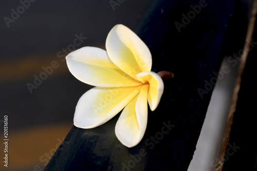 Fototapeta Naklejka Na Ścianę i Meble -  Frangipani or plumeria flower on wooden  blur style for background,spa concept