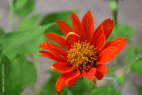 Fototapeta Naklejka Na Ścianę i Meble -  close up orange daisy in garden