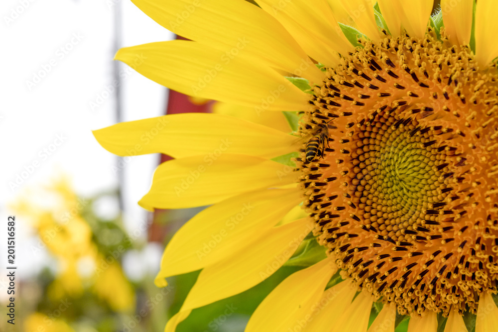 Obraz premium Sunflower closeup in the garden