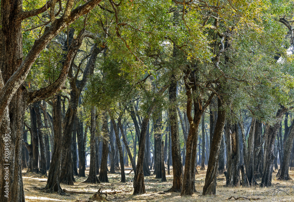 Naklejka premium Mahogany Forest - National Park of South Luangwa, Zambia