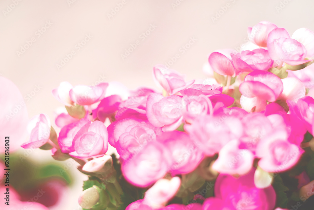 Pattern of beautiful natural red and pink begonia flowers, blooming in flower garden for background and wallpaper Pattern of beautiful natural red and pink begonia flowers, blooming in flower garden for background and wallpaper