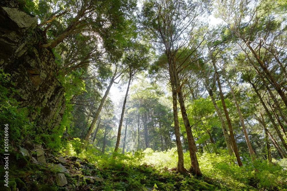 Obraz premium 森林浴