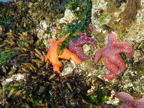 Ochre Starfish on beach sand, Vancouver Island, British Columbia, Canada