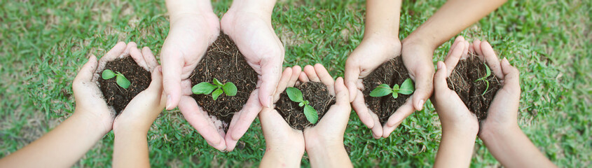 Children hands holding sapling in soil surface plant, spring or summer time, Multicultural hands of children and adult with plant, Green environment cultivate and sustain earth day concept banner 