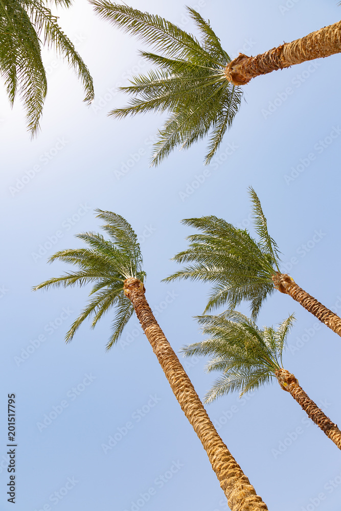 Naklejka premium Palms on the beach at Sharm El Sheikh