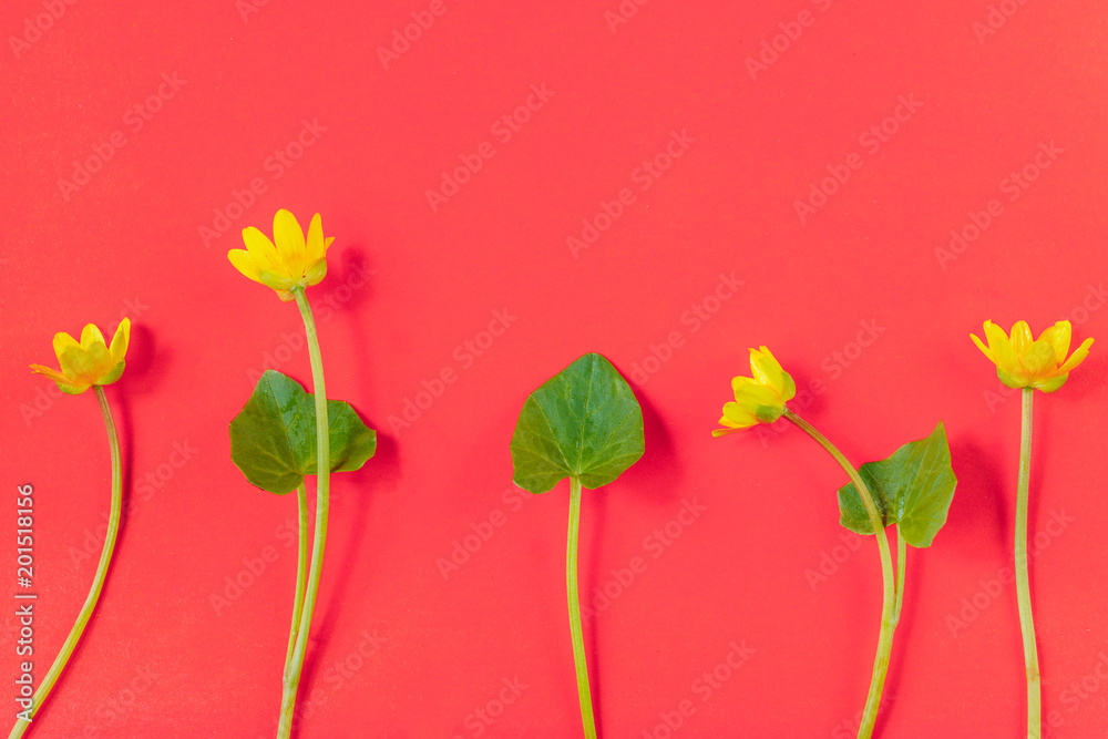 Obraz premium Ficaria verna on red background, first spring flower, colorful pattern