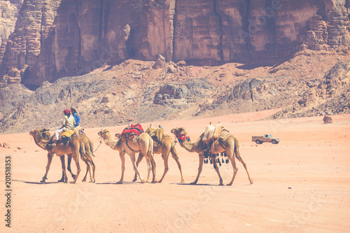 Camel caravan traveling in Wadi Rum,Jordan
