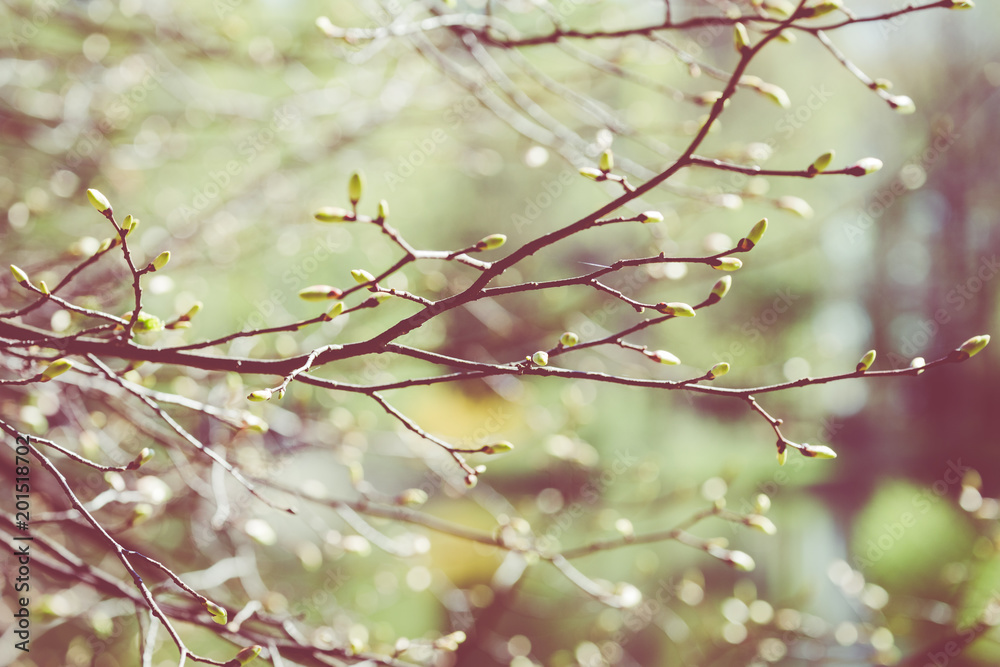 Blossom tree over nature background. Spring flowers. Spring Background. Blossom tree over nature background. Spring flowers. Spring Background.