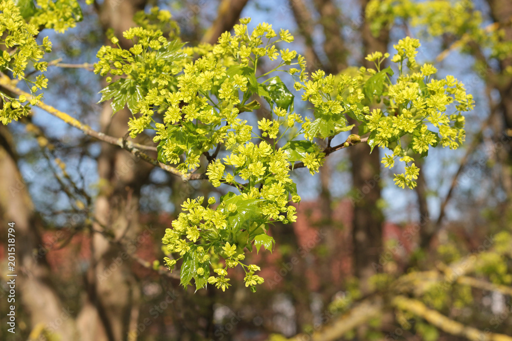 springtime, fresh green maple leaves and blossoms springtime, fresh green maple leaves and blossoms