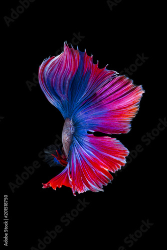 Siamese fighting fish (Betta splendens)