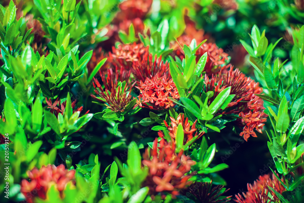Ixora is a genus of flowering plants in the Rubiaceae family. Ixora flowers in the garden at the park Ixora is a genus of flowering plants in the Rubiaceae family. Ixora flowers in the garden at the park