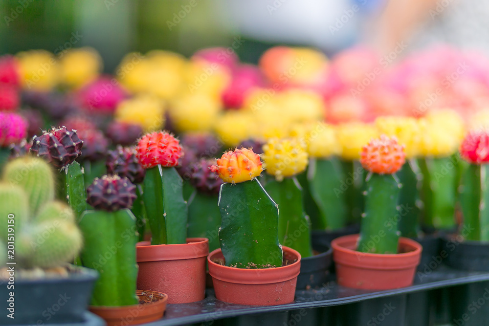 Cactus in potted ,in the market. holiday concept. Cactus in potted ,in the market. holiday concept.