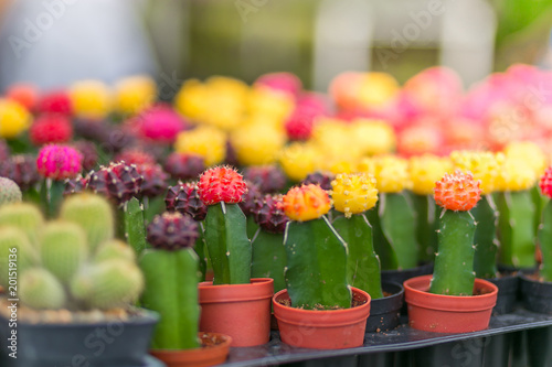 Cactus in potted ,in the market. holiday concept. © stockchalathan