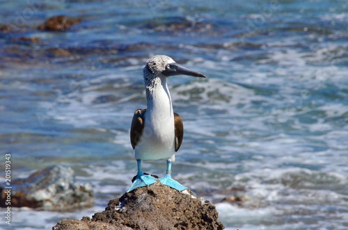 Blue Footed Booby on Isla Isabel a volcanic island 15 miles off Mexico’s Riviera Nayarit coas
