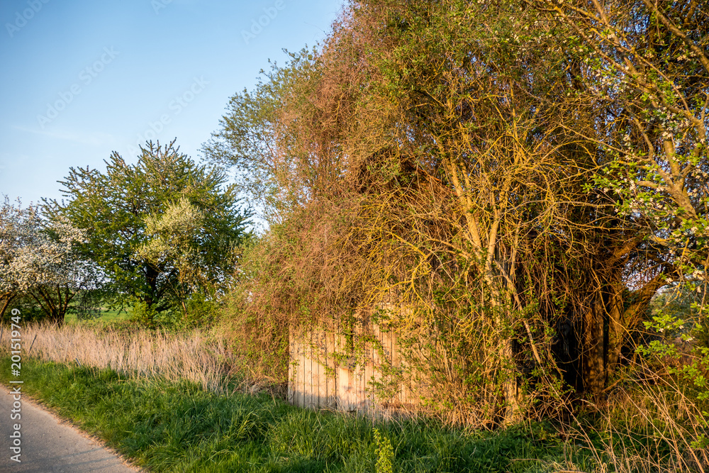 Verstecktes altes Gartenhaus