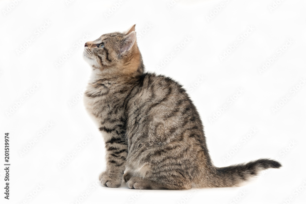 Sitting kitten seen from the side, looking up. On white. Sitting kitten seen from the side, looking up. On white.