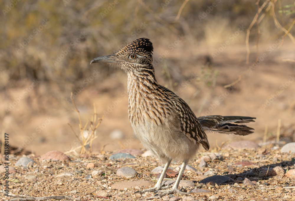 Roadrunner in the Desert Roadrunner in the Desert