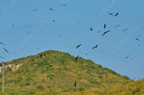 agnificent frigatebird flying overhead photo