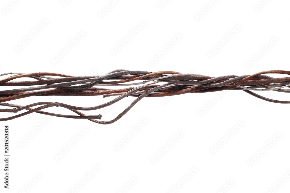 wild liana jungle vine isolated on white background, clipping path wild liana jungle vine isolated on white background, clipping path