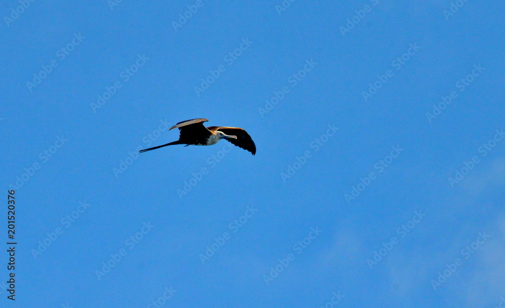 Fototapeta premium agnificent frigatebird flying overhead