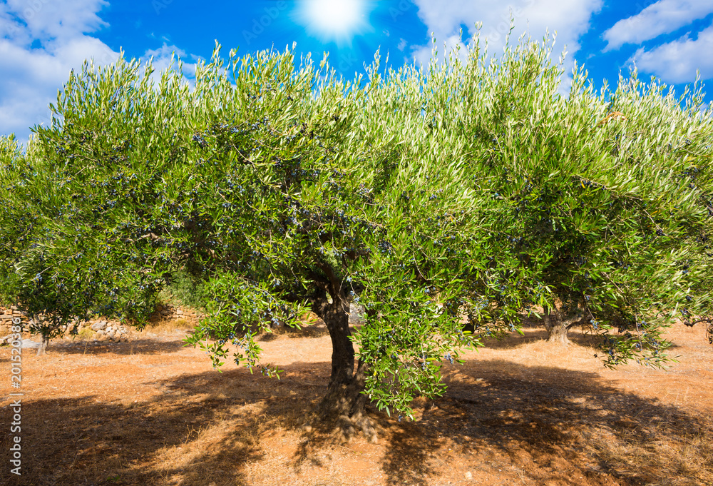 Big olive tree in Greece