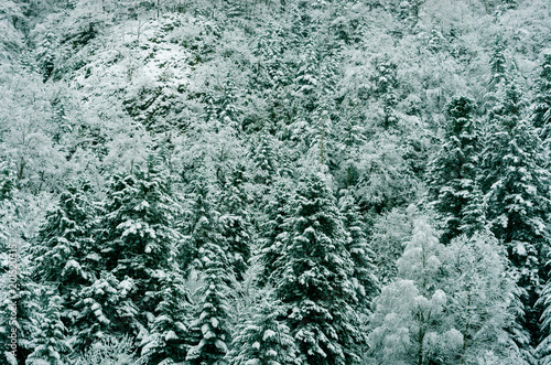 Forest of snowy white firs  Pyrenees  France