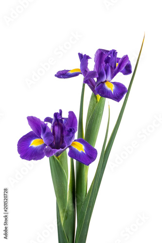 Fototapeta Naklejka Na Ścianę i Meble -  Beautiful dark purple iris flowers
