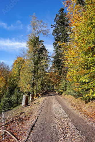 Road into colorful autumn forest
