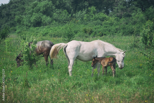 White horse mum with foal and black horse father graze in the green summer hilly valley. photo