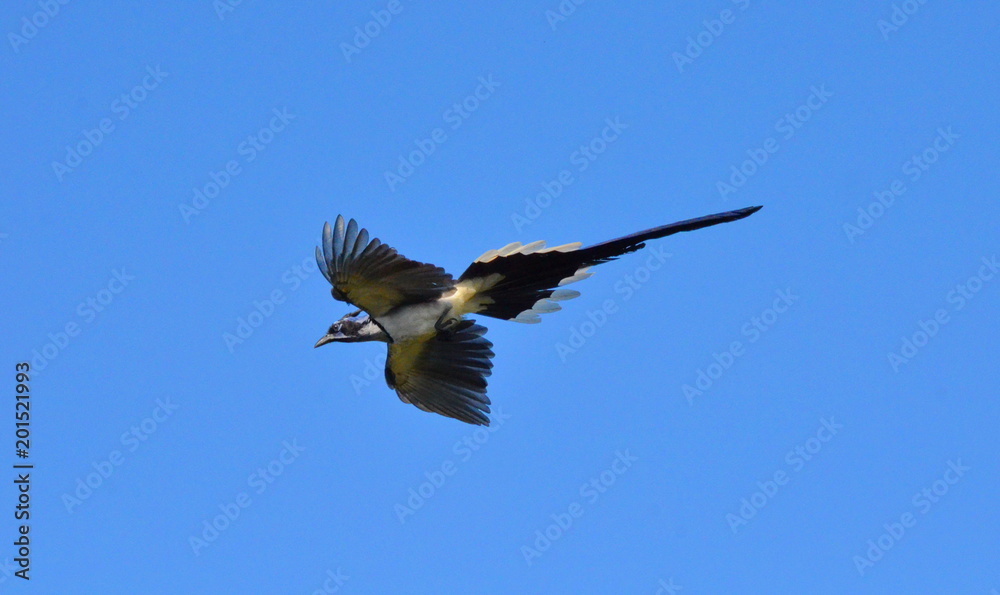 Fototapeta premium Black-throated Magpie Jay in Mexico 