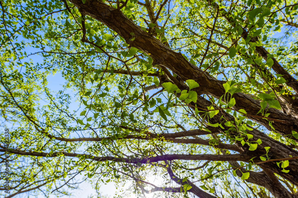 Fototapeta premium 新緑の葉 Fresh verdure
