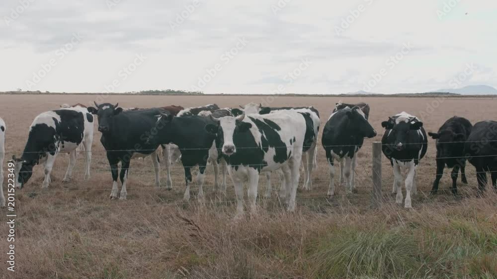 Group cattle of curious friendly young black white milk cows Group cattle of curious friendly young black white milk cows