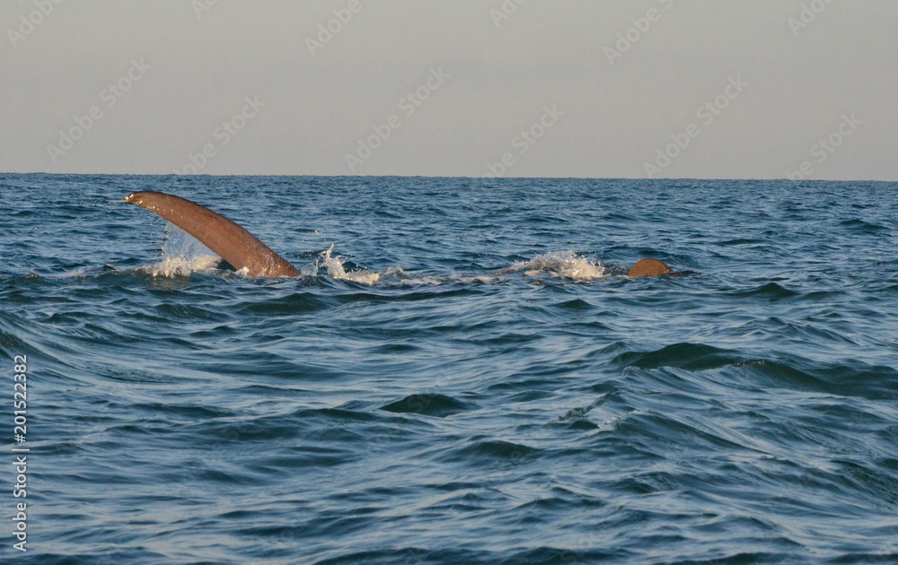 Fototapeta premium Whale shark on the surface of the Pacific Ocean, off San Blas, Mexico
