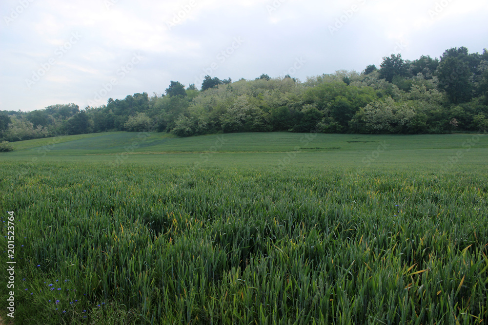 fossano in spring