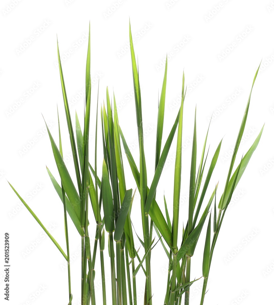 Green reed, cane grass Isolated on white background, clipping path - obrazy, fototapety, plakaty 