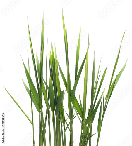 Green reed, cane grass Isolated on white background, clipping path