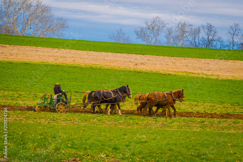 Outdoor view of unidentified amish farmer using horses to hitch antique plow in the field. they produce their own food without technology