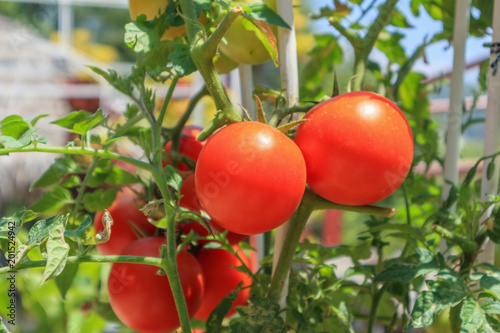 Close up Ripe tomatoes plant in organic garden