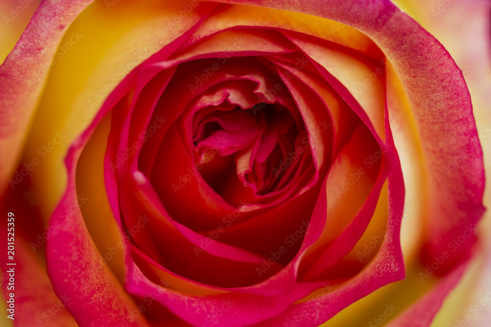 Petals of red roses Petals of red roses