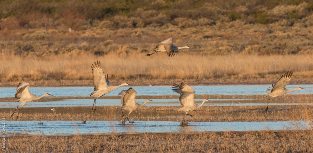 Obraz premium Sandhill Cranes Taking Flight
