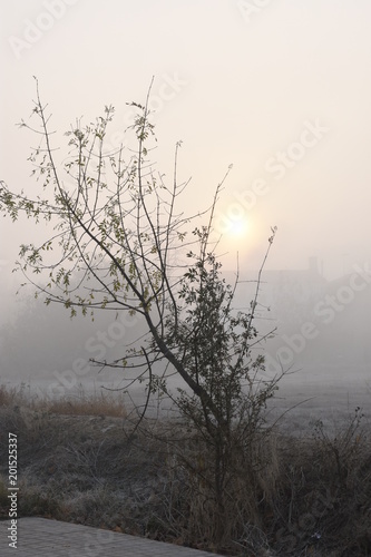 Paisaje con casa aislada, con niebla matinal, al alba, al amanecer