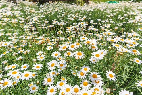 Beautiful white camomiles daisy flowers field on green meadow