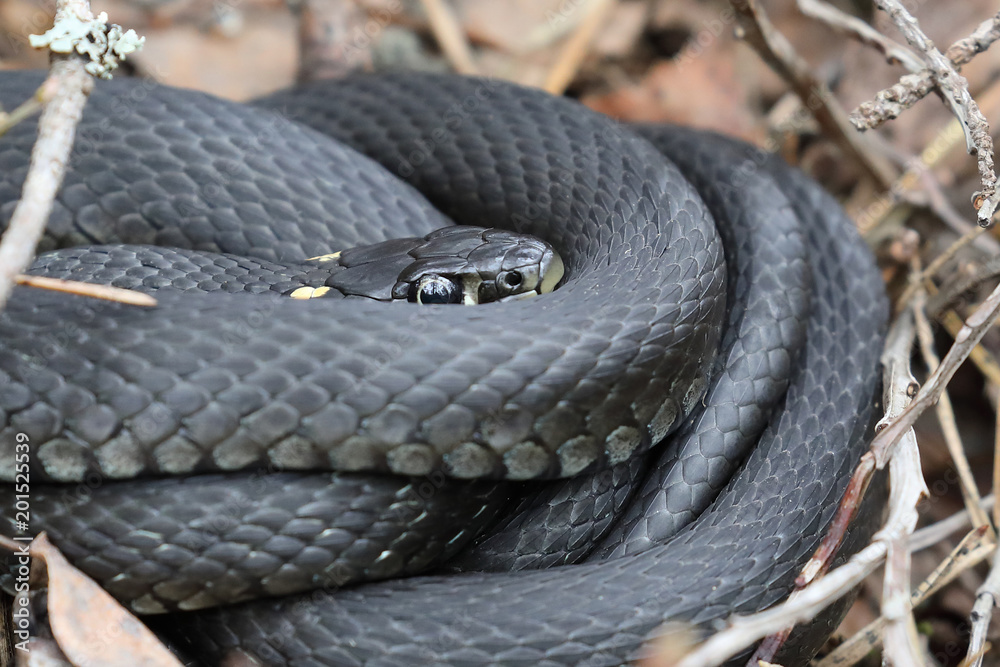 Obraz premium grass snake 