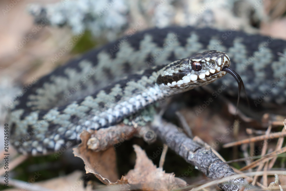Fototapeta premium Vipera berus